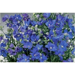 bylina Ostróżka wielkokwiatowa B189