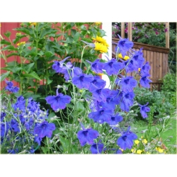 bylina Ostróżka wielkokwiatowa B189