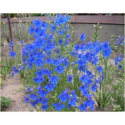 bylina Ostróżka wielkokwiatowa B189