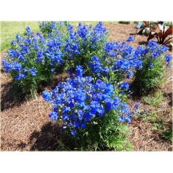 bylina Ostróżka wielkokwiatowa B189