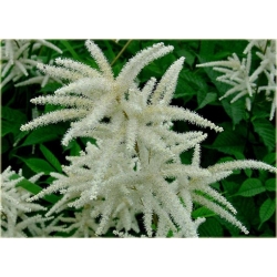 bylina Parzydło leśne B283