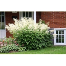 bylina Parzydło leśne B283