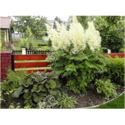 bylina Parzydło leśne B283