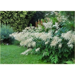 bylina Parzydło leśne B283