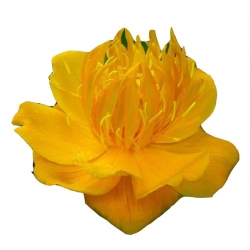 bylina Pełnik chiński B284