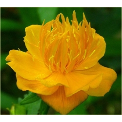 bylina Pełnik chiński B284