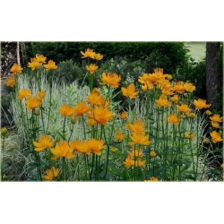 bylina Pełnik chiński B284