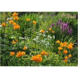 bylina Pełnik chiński B284