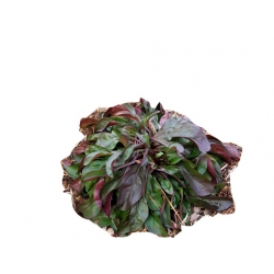 bylina Penstemon naparstnicowaty B260