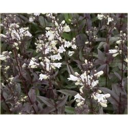 bylina Penstemon naparstnicowaty B260