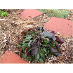 bylina Penstemon naparstnicowaty B260