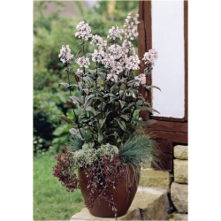 bylina Penstemon naparstnicowaty B260