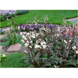 bylina Penstemon naparstnicowaty B260