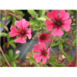 bylina Pięciornik nepalski B261