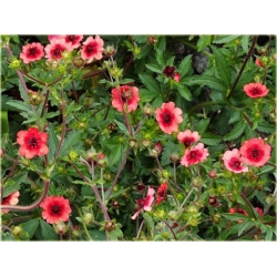 bylina Pięciornik nepalski B261