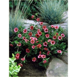 bylina Pięciornik nepalski B261