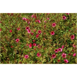 bylina Pięciornik nepalski B261