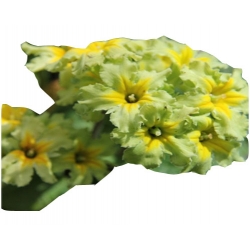 bylina Pierwiosnek Green Lace B355