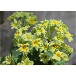 bylina Pierwiosnek Green Lace B355