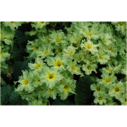 bylina Pierwiosnek Green Lace B355