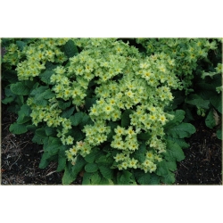 bylina Pierwiosnek Green Lace B355