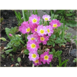 bylina Pierwiosnek ogrodowy B287