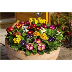 bylina Pierwiosnek ogrodowy B287