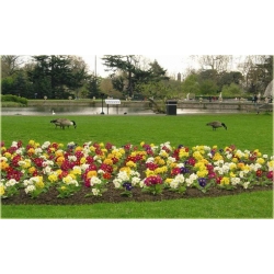 bylina Pierwiosnek ogrodowy B287