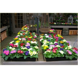 bylina Pierwiosnek ogrodowy B287