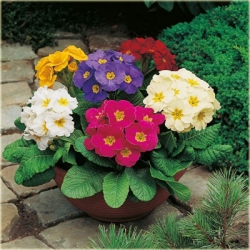 bylina Pierwiosnek ogrodowy B287