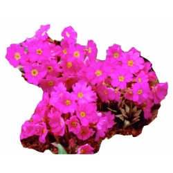 bylina Pierwiosnek różowy B356