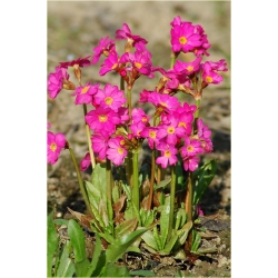 bylina Pierwiosnek różowy B356