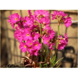 bylina Pierwiosnek różowy B356