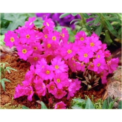 bylina Pierwiosnek różowy B356