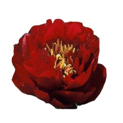 bylina Piwonia chińska Buckeye Belle B418