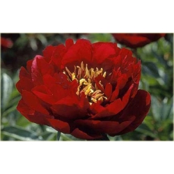 bylina Piwonia chińska Buckeye Belle B418