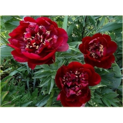 bylina Piwonia chińska Buckeye Belle B418