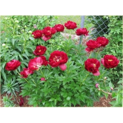 bylina Piwonia chińska Buckeye Belle B418