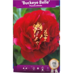 bylina Piwonia chińska Buckeye Belle B418