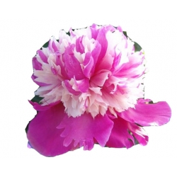 bylina Piwonia chińska Celebrity B421