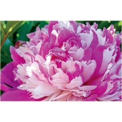 bylina Piwonia chińska Celebrity B421