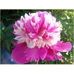 bylina Piwonia chińska Celebrity B421