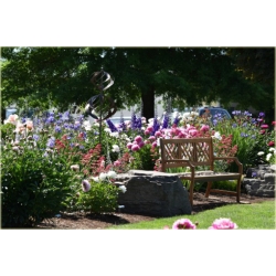 bylina Piwonia chińska Celebrity B421