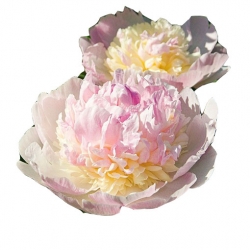 bylina Piwonia chińska Raspberry Sundae B419