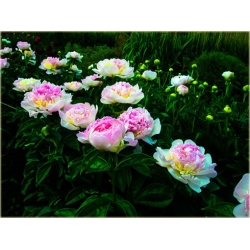 bylina Piwonia chińska Raspberry Sundae B419