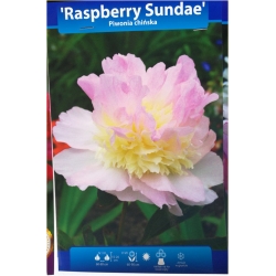 bylina Piwonia chińska Raspberry Sundae B419