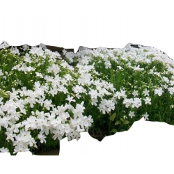 bylina Płomyk (floks) szydlasty B311