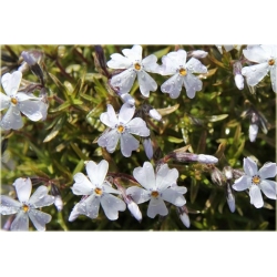 bylina Płomyk (floks) szydlasty B311