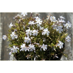 bylina Płomyk (floks) szydlasty B311