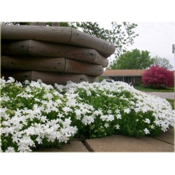 bylina Płomyk (floks) szydlasty B311